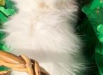 Very Beautiful white dollface persian male - Persian Kitten For Sale - San Jose, CA, US