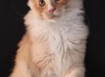 Chester - Maine Coon Kitten For Sale - 