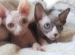 Voodoo Sphynx Massachusetts - Sphynx Kitten For Sale - Brockton, MA, US