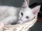 Last white male - Maine Coon Kitten For Sale - NY, US