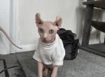 Male Sphynx kitten - Sphynx Kitten For Sale - Somerset, MA, US