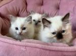 Lilac minks gorgeous traditional bi colors - Ragdoll Kitten For Sale - 