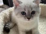 British shorthair Blue Point - British Shorthair Kitten For Sale - Gurnee, IL, US