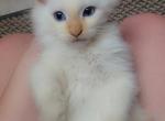 Ragdoll Flame Point Baby - Ragdoll Kitten For Sale - Eau Claire, WI, US