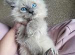 Ragdoll Blue Point - Ragdoll Kitten For Sale - Eau Claire, WI, US