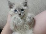 Ragdoll Lynx Point Kitten - Ragdoll Kitten For Sale - Eau Claire, WI, US