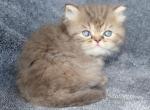 CFA Female Patched Tabby Persian Kitten - Persian Kitten For Sale - Stanton, MO, US