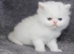 CFA White Male Persian Kitten with Copper eyes - Persian Kitten For Sale - Stanton, MO, US