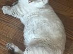 mr topaz - Munchkin Cat For Sale - 