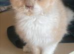 remy - Selkirk Rex Cat For Sale - 