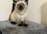 Joe - Siamese Kitten For Sale - 