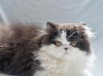 Black and white persian kitten - Persian Kitten For Sale - San Francisco, CA, US