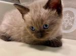 Bobby - Ragdoll Kitten For Sale - Morristown, NJ, US