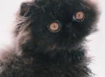 Solid black persian kitten - Persian Kitten For Sale - San Francisco, CA, US