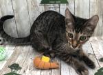 Geneva - Savannah Kitten For Sale - 