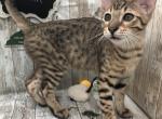 Austin - Savannah Kitten For Sale - 