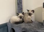 Laly - Siamese Kitten For Sale - McLean, VA, US