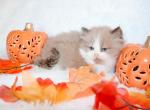 Male seal bicolor ragdoll - Ragdoll Kitten For Sale - Minerva, OH, US