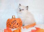 Female Seal Tortie Ragdoll - Ragdoll Kitten For Sale - 