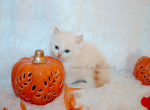 Male Flame mink Ragdoll - Ragdoll Kitten For Sale - 