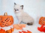 Male seal Ragdoll - Ragdoll Kitten For Sale - 