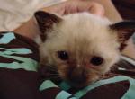 Jasmine Pending Adoption - Siamese Kitten For Adoption - AR, US