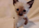 Stetson Adopted - Siamese Kitten For Sale - AR, US