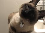 Coli - Siamese Cat For Sale - Vancouver, WA, US