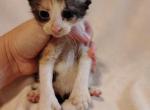 Tabitha - Snowshoe Kitten For Sale - AR, US