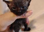 Vincent - Polydactyl Kitten For Sale - AR, US