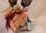 Tobias - Domestic Kitten For Sale - AR, US