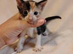 Calli - Domestic Kitten For Sale - AR, US