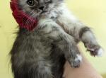 Suma is a Bicolored Doll Face Persian - Persian Kitten For Sale - Rochester, NY, US