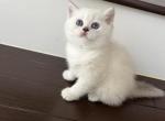 Mila - Scottish Fold Kitten For Sale - Boynton Beach, FL, US