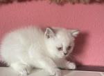 Larry - Scottish Straight Kitten For Sale - Dallas, TX, US