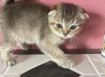 Mirko - Scottish Fold Kitten For Sale - Dallas, TX, US