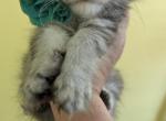 Bi Colored Doll Face Persians - Persian Kitten For Sale - 