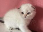 Lana - Scottish Fold Kitten For Sale - Dallas, TX, US