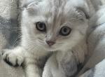 Leah - Scottish Fold Kitten For Sale - Dallas, TX, US