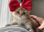 Patibon Penelope - Persian Kitten For Sale - 