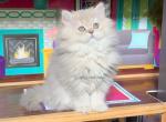 Longhair female - British Shorthair Kitten For Sale - 