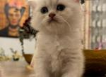 Silverlonghairboy - British Shorthair Kitten For Sale - Miami, FL, US