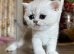 Silvershorthairgirl - Persian Kitten For Sale - Miami, FL, US