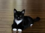 Tom - Domestic Kitten For Sale - Clackamas, OR, US