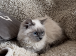 Lilac Mink Beauty - Ragdoll Kitten For Sale - Woodbridge Township, NJ, US