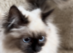 Seal point mitted beauty - Ragdoll Kitten For Sale - Woodbridge Township, NJ, US