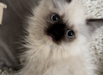 Seal point mitted baby - Ragdoll Kitten For Sale - Woodbridge Township, NJ, US