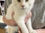 Moby ds11 - Maine Coon Kitten For Sale - Galion, OH, US