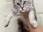 Zinnia Gs22 - Maine Coon Kitten For Sale - Galion, OH, US