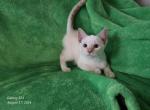 Lacey's Babies - Siamese Kitten For Sale - Ashland, PA, US